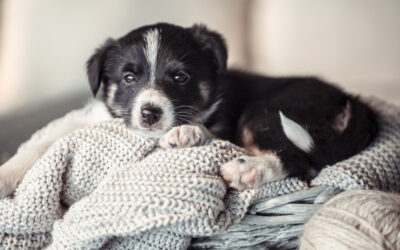 PRÓXIMAMENTE: Material de paseo adecuado para tu perro