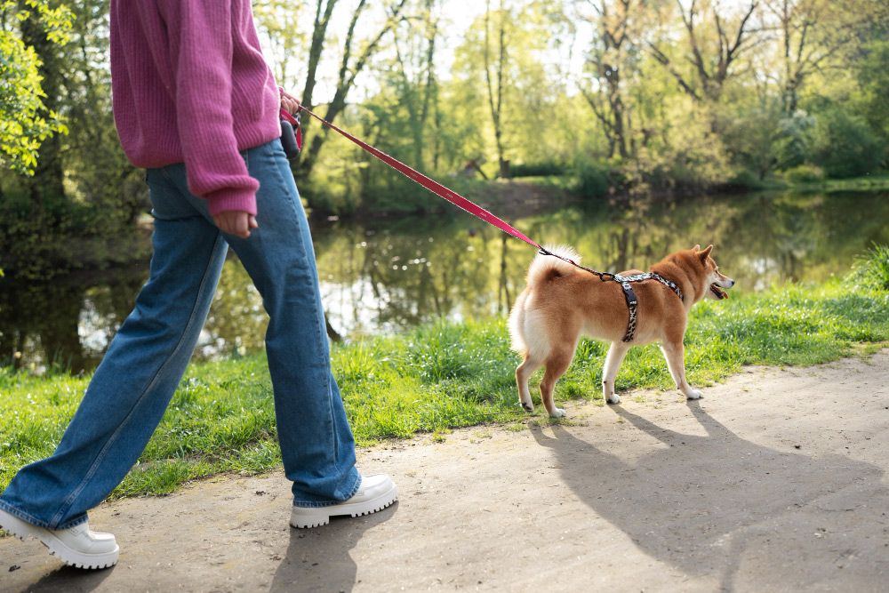¿Por qué tu perro no obedece Claves más allá del sentado