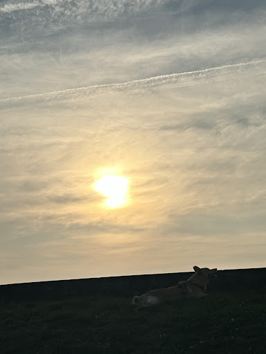 Photo from customer review