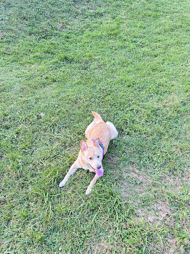 Photo from customer review