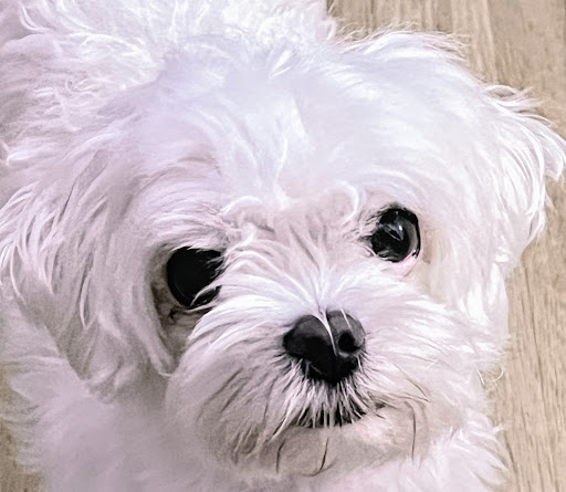 Photo from customer review