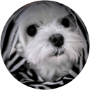 Xixu F. profile picture